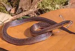 image of Attractus Riveroi