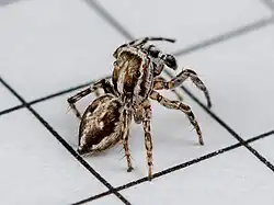 Offset rear view of a jumping spider