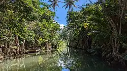 A river surrounded by trees