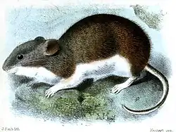 Drawing of brown and white mouse