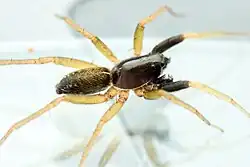 male
