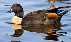 Male Australian shelduck