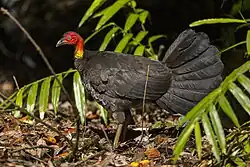 Adult