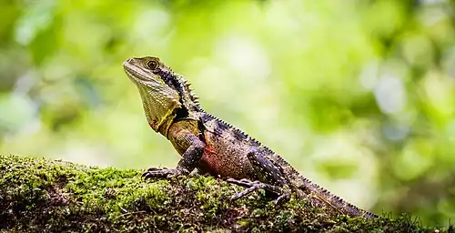 Australian eastern water dragon basking in the sun at Blue Mountains (New South Wales)