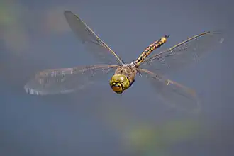 The Odonata (dragonflies and damselflies) have direct flight musculature.
