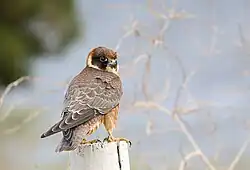 Australian_Hobby_(Falco_longipennis)_(32559893013)