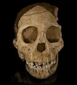 Australopithecus africanus (reconstruction)