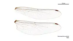 Male wings