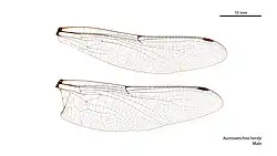 Male wings