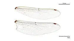 Male wings