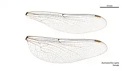 Female wings