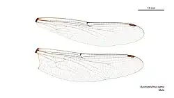 Male wings