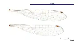 Female wings