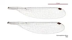 Male wings