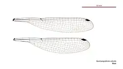 Male wings