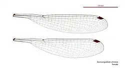 Female wings