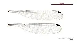 Male wings