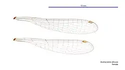 Female wings