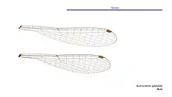 Male wings
