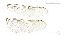 Male wings