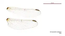 Male wings