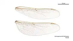 Female Austrogynacantha heterogena wings