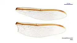 Male wings
