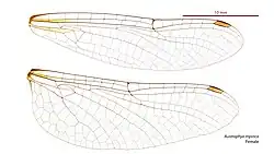 Female wings