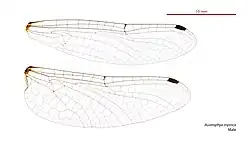 Male wings
