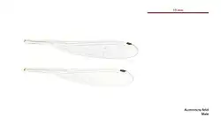 Male wings