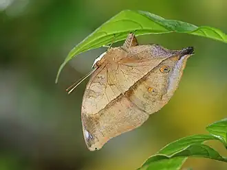 Ventral view