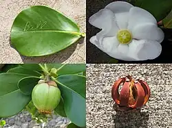 Autograph tree (C. rosea): leaf with autograph, flower, fresh fruit, and dried fruit.