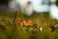 At 140&nbsp;mm, f/7.1