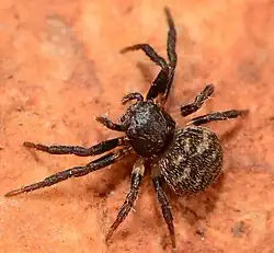 female