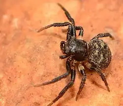 female