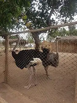 Male (front) and Female (back) Common ostriches
