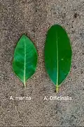 Avicennia Leaves