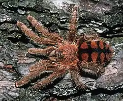 Avicularia minatrix female