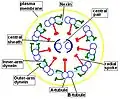 The axoneme, common structural motif of cilia and flagella.