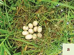 Eggs[18]