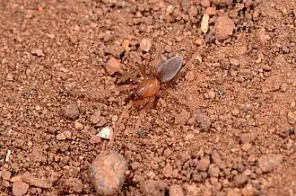 male