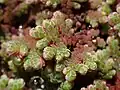 Azolla - free floating