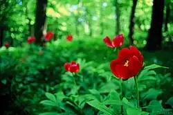 Paeonia officinalis growing in Hungary