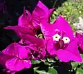 True flower of B.&nbsp;glabra (in pale yellow) surrounded by bright magenta-colored bracts. A wide range of colorations exists.