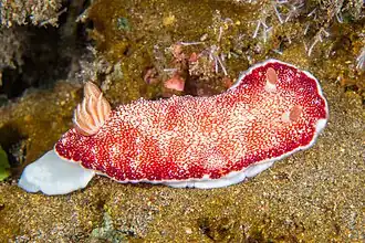 Goniobranchus reticulatus