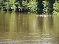 The Kankakee River in the vicinity of the Colliers Lodge Site. This is a quarter-mile south of the lodge location.