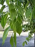Pendulous shoots of same