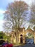 Brighton Cemetery elm, winter