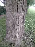 Bark of same