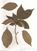 Leaves showing short petioles